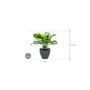 Aglaonema 'Silver Bay' in Amora afmeting